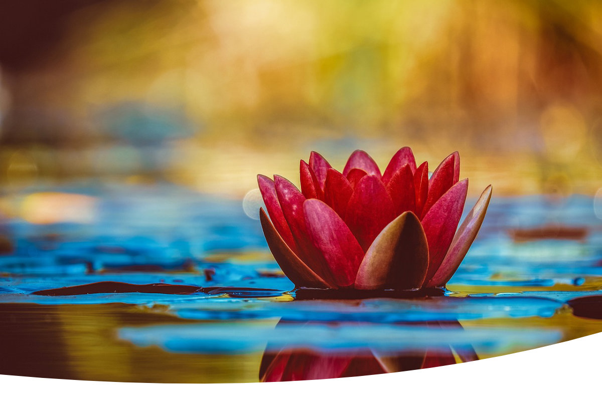 https://jewellofconsciousness.com/wp-content/uploads/2024/07/home-page-lotus-flower.jpg